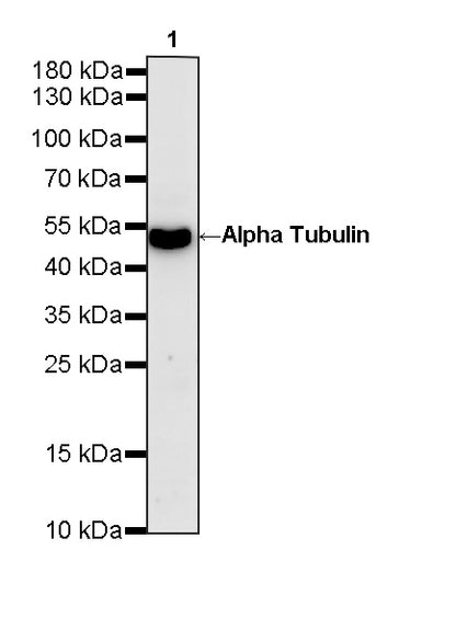 Alpha Tubulin Recombinant Mouse mAb (S-5704)