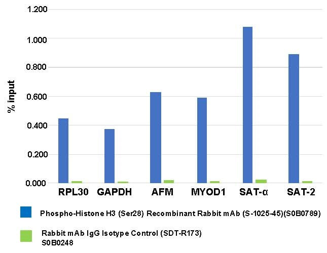 Phospho-Histone H3 (Ser28) Recombinant Rabbit mAb (S-1025-45)