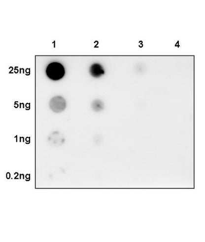 Phospho-p90 RSK (T359/S363) Recombinant Rabbit mAb (S-985-212)