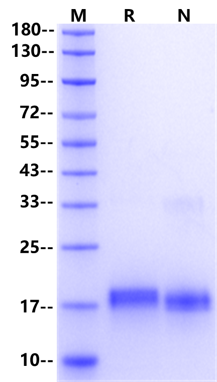 IL-10 Protein, Human