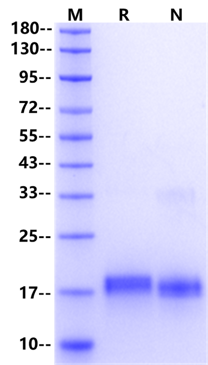 IL-10 Protein, Human