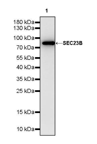 SEC23B Recombinant Rabbit mAb (S-1935-28)