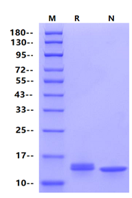 Leptin Protein, Rat