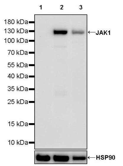 JAK1 Recombinant Rabbit mAb (S-1819-142)
