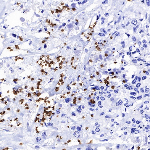 CD235a/Glycophorin A Recombinant Rabbit mAb (SDT-R279)