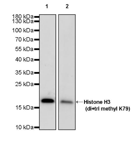 Histone H3 (di+tri methyl K79) Recombinant Rabbit mAb (S-854-48)