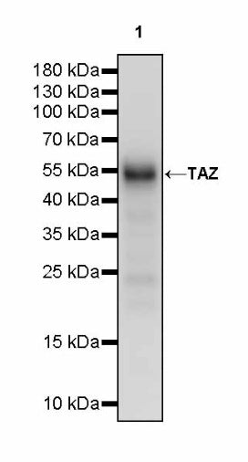 TAZ Recombinant Rabbit mAb (S-2812-102)