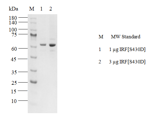 IRF5[S430D] Flag Tag Protein, Human