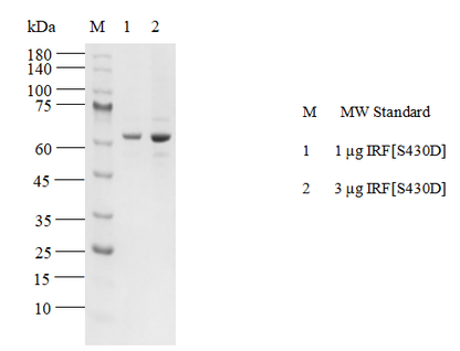 IRF5[S430D] Flag Tag Protein, Human