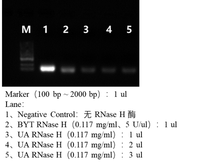RNase H