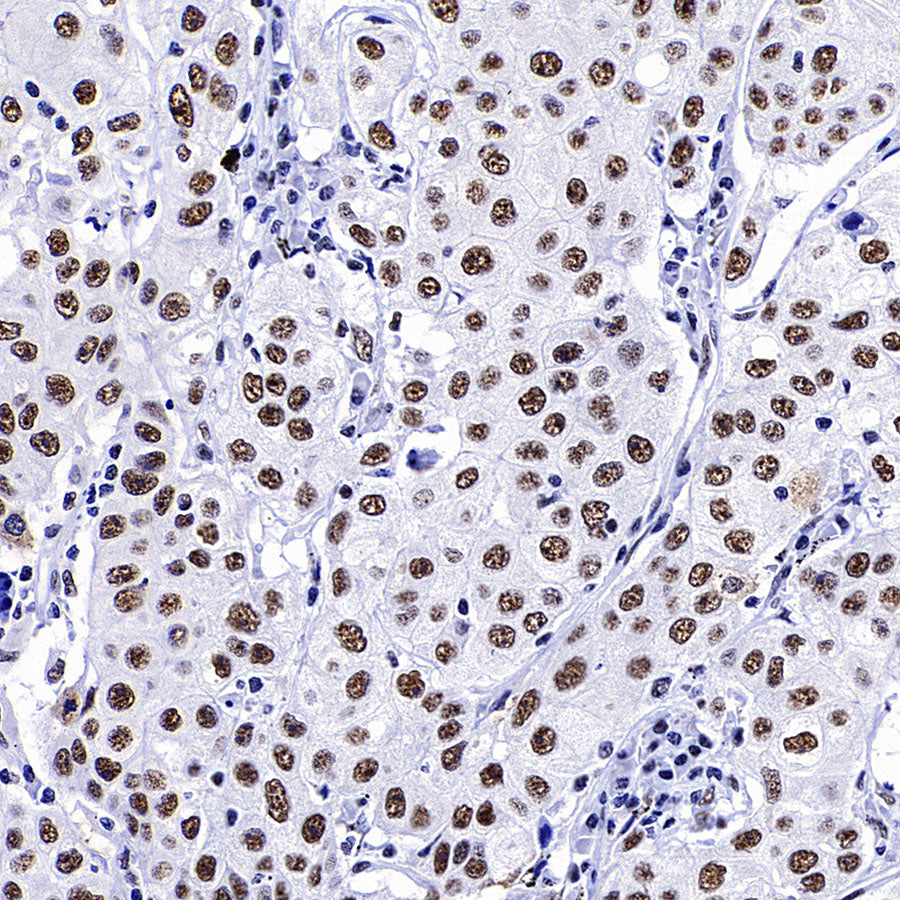 SC35 Recombinant Mouse mAb (S-5700)