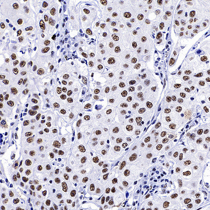 SC35 Recombinant Mouse mAb (S-5700)