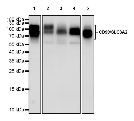CD98/SLC3A2 Recombinant Rabbit mAb (SDT-2038-19)