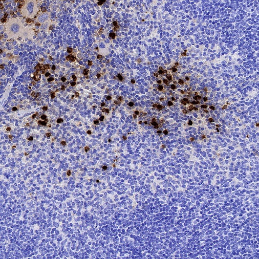 Ly6G Recombinant Rabbit mAb (S-2495-6)
