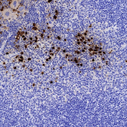 Ly6G Recombinant Rabbit mAb (S-2495-6)