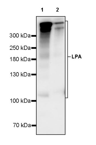 LPA Rabbit Polyclonal Antibody