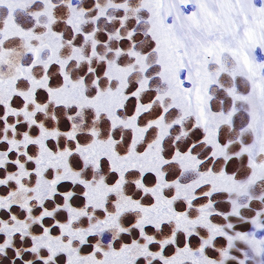S-RMab® MCM2 Recombinant Rabbit mAb (SDT-018-68)