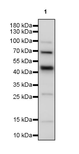 S-RMabMixTM Tri-Methyl Lysine Rabbit mAb