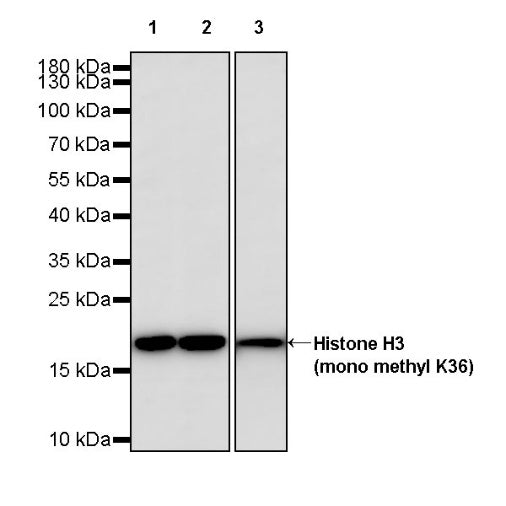 Histone H3 (mono methyl K36) Recombinant Rabbit mAb (S-859-505)