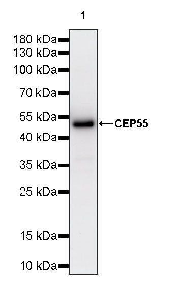 CEP55 Recombinant Rabbit mAb (S-3562-33)