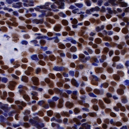 S-RMab® SOX10 Recombinant Rabbit mAb (SDT-R233)