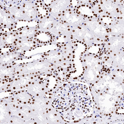 Nucleolin Rabbit Polyclonal Antibody