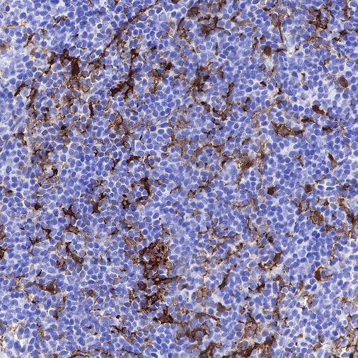 Iba1 Recombinant Rabbit mAb (S-484-18)
