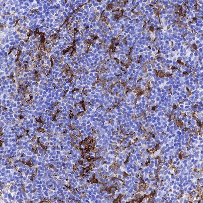 Iba1 Recombinant Rabbit mAb (S-484-18)