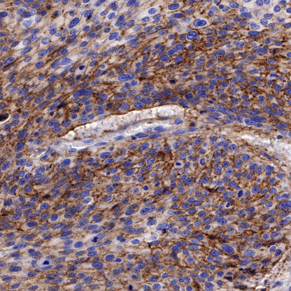 CD138 Recombinant Rabbit mAb,PBS Only (SDT-R120)