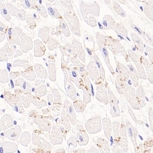 Connexin 43 / GJA1 Rabbit Polyclonal Antibody