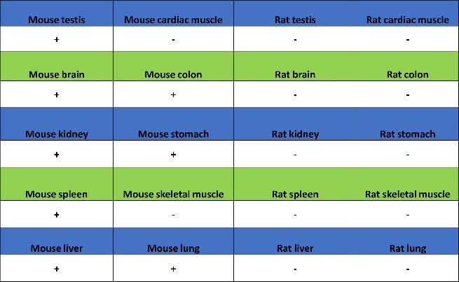 Bax Recombinant Rabbit mAb (S-2603-124)