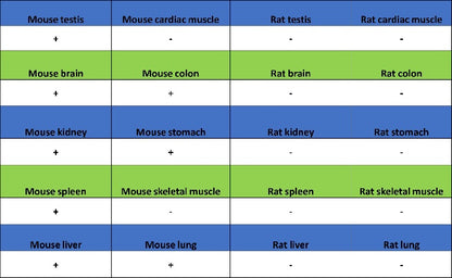Bax Recombinant Rabbit mAb (S-2603-124)