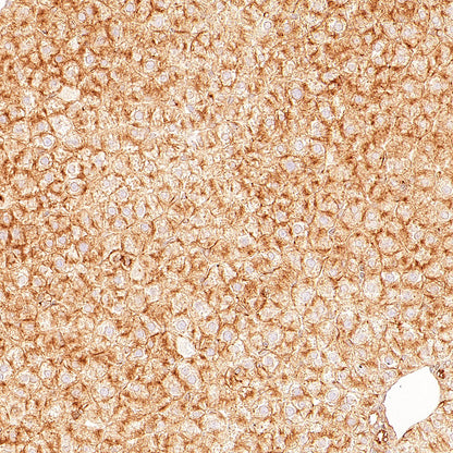 p58IPK/DNAJC3 Recombinant Rabbit mAb (S-4816-205)