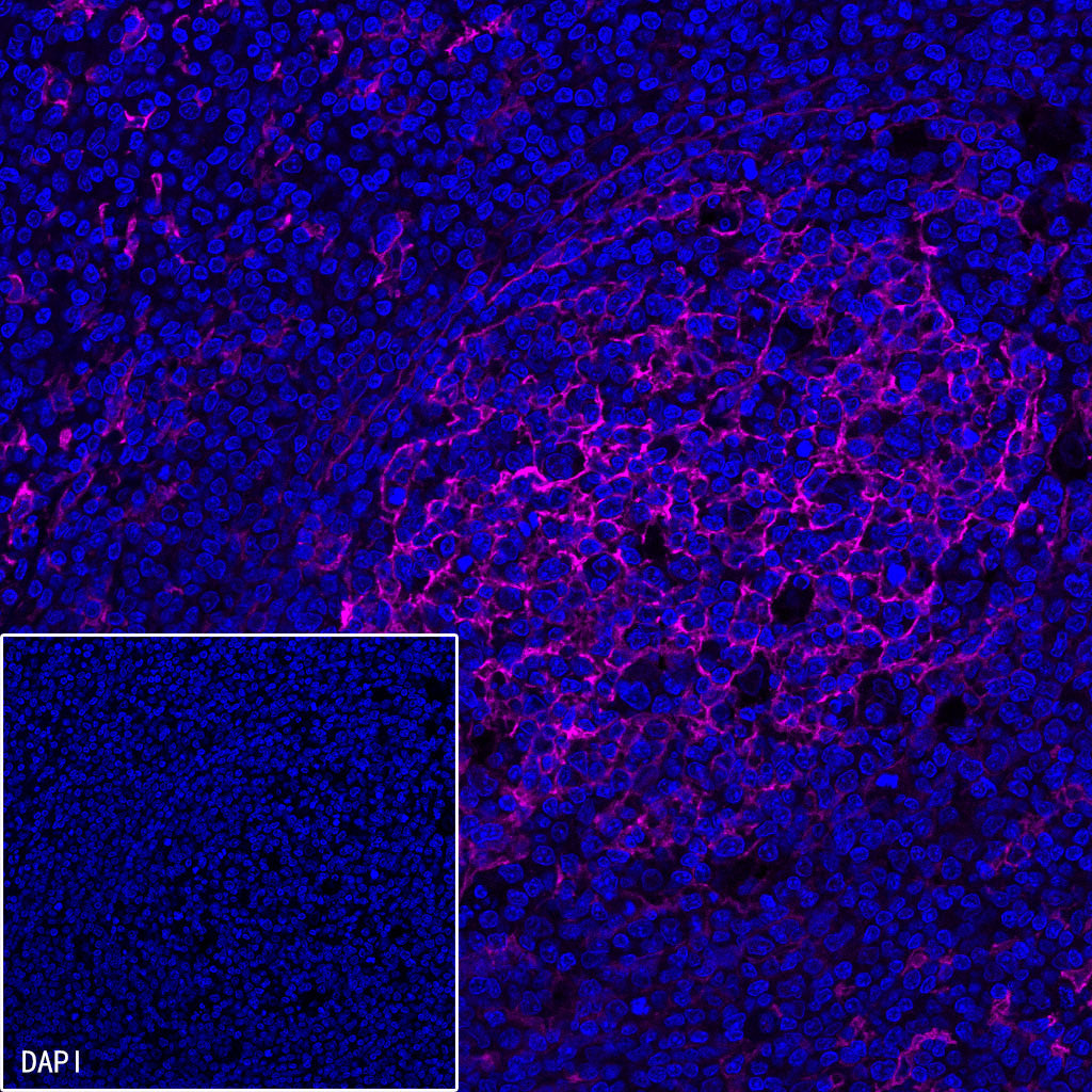 CD14 Mouse mAb (SDT-631-7)