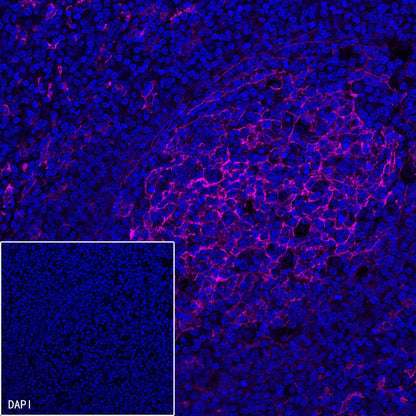 CD14 Mouse mAb (SDT-631-7)