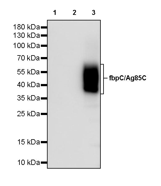 fbpC/Ag85C Recombinant Rabbit mAb (S-4224-32)