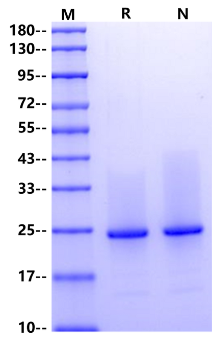 CNTF Protein, Rat