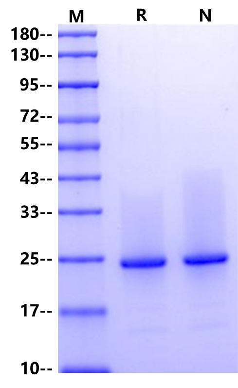 CNTF Protein, Rat