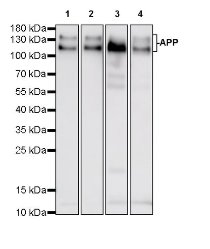 APP Recombinant Rabbit mAb