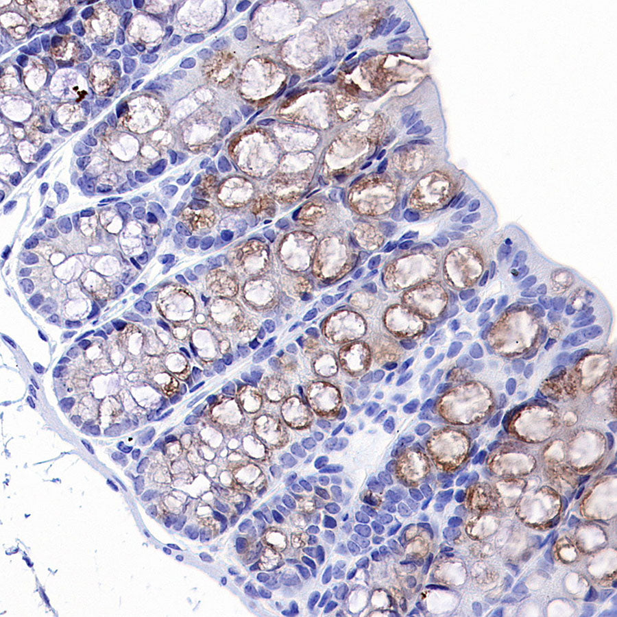 Intelectin-1 Rabbit Polyclonal Antibody