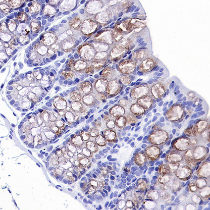 Intelectin-1 Rabbit Polyclonal Antibody