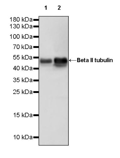 Beta II tubulin Rabbit polyclonal antibody