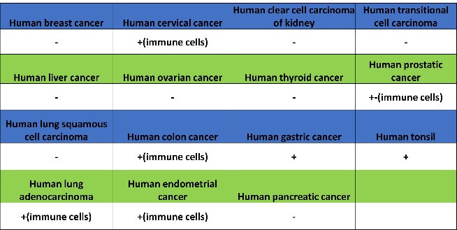 BTK Recombinant Rabbit mAb (SDT-2105-37)