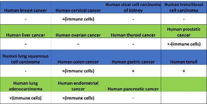 BTK Recombinant Rabbit mAb (SDT-2105-37)