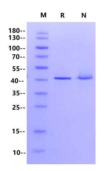 Cyclophilin A GST Tag Protein, Human