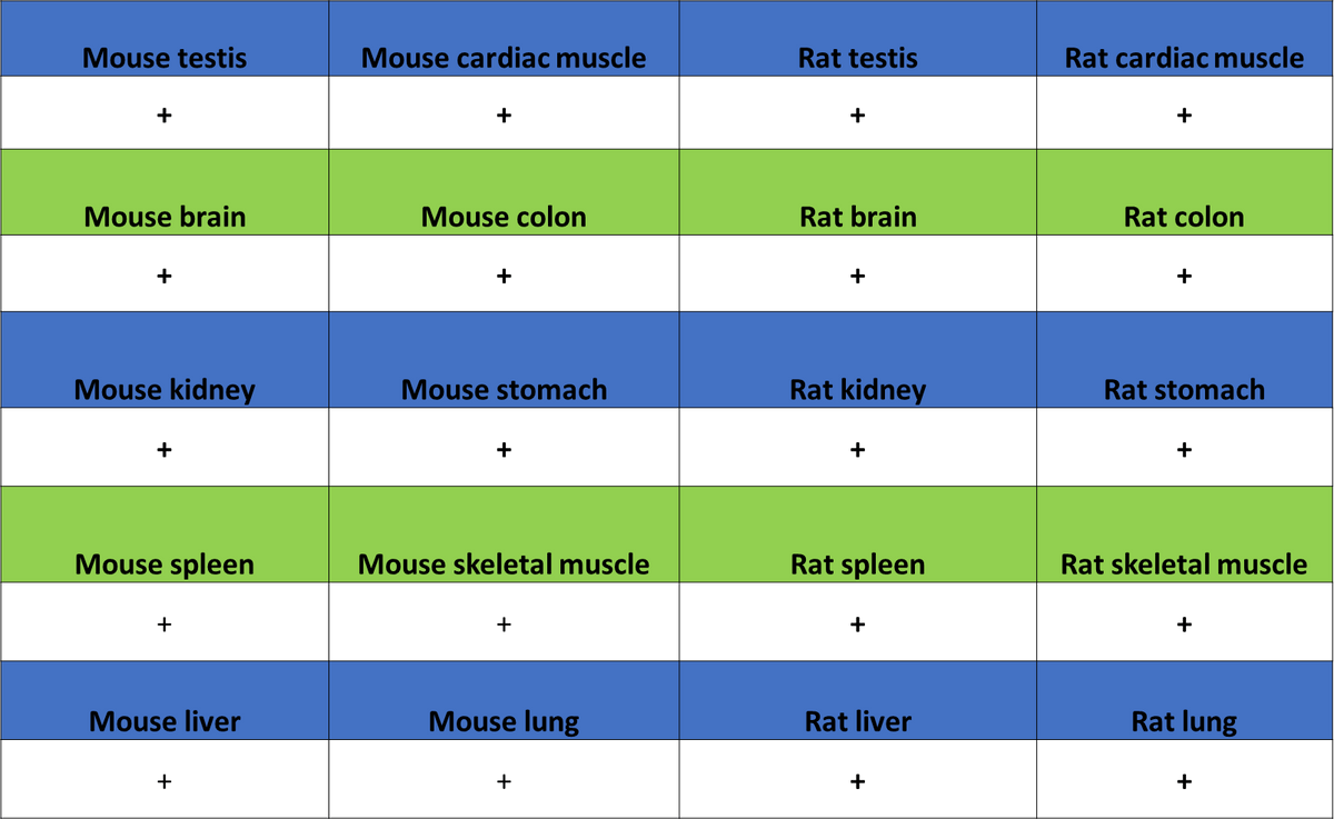 BCAR1 Recombinant Rabbit mAb (S-3542-49)