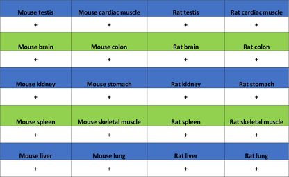 BCAR1 Recombinant Rabbit mAb (S-3542-49)