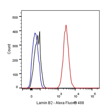 S-RMab®Lamin B2 Recombinant Rabbit mAb (S-951-70)