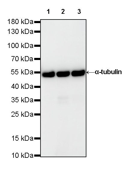 α-tubulin Mouse mAb (S-364-1)