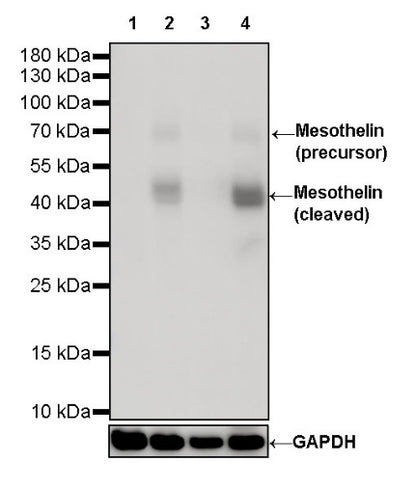Mesothelin Recombinant Rabbit mAb (SDT-347-15)